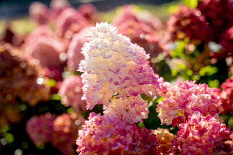 Spring Sizzle panicle hydrangea
