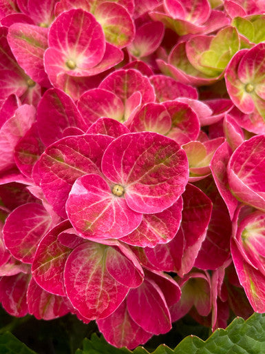 Load image into Gallery viewer, Tilt-A-Swirl® Bigleaf Hydrangea
