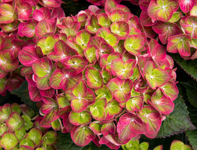Tilt-A-Swirl Bigleaf Hydrangea