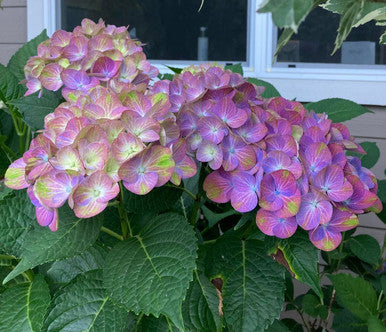 Tilt-A-Swirl® Bigleaf Hydrangea, additional product view 2