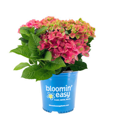 Load image into Gallery viewer, Tilt-A-Swirl® Bigleaf Hydrangea
