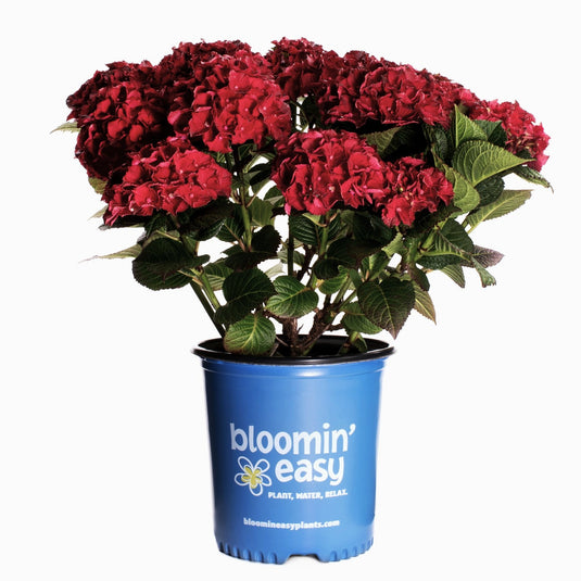 Cherry-Go-Round™ Red Hydrangea - Reblooming Compact Mophead