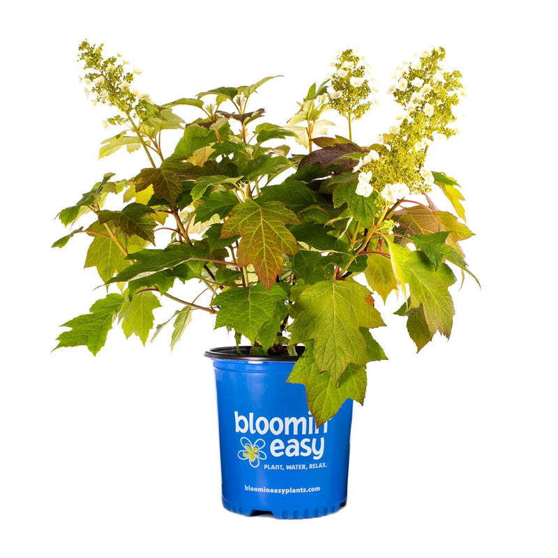 Load image into Gallery viewer, Toy Soldier™ Oakleaf Hydrangea
