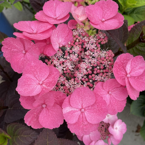 Pink Dynamo Mountain Hydrangea Shrub