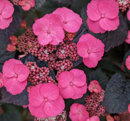 Pink Dynamo™ Mountain Hydrangea Shrub