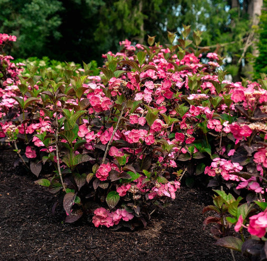 Pink Dynamo™ Mountain Hydrangea Shrub