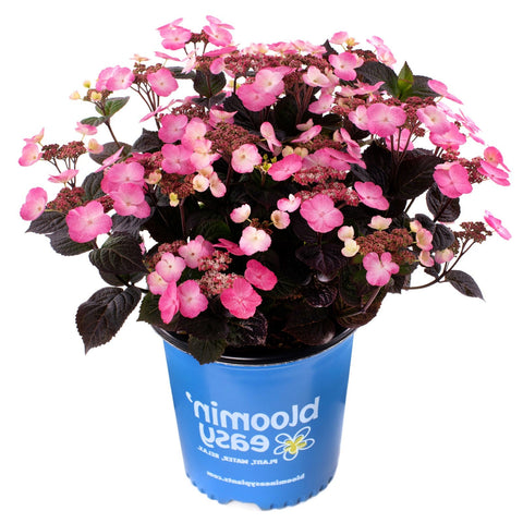 Pink Dynamo™ Mountain Hydrangea Shrub, additional product view 2