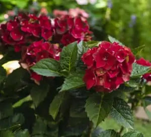 Load image into Gallery viewer, Heart Throb® Hydrangea
