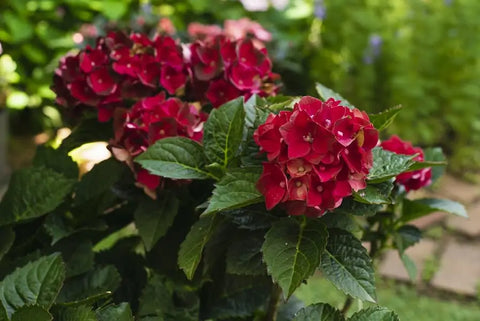 Heart Throb hydrangea