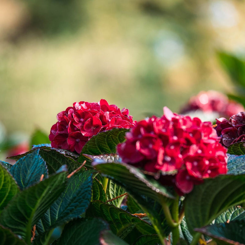 Load image into Gallery viewer, Cherry-Go-Round™ Red Hydrangea - Reblooming Compact Mophead
