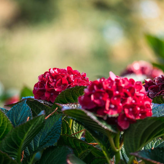 Cherry-Go-Round™ Red Hydrangea - Reblooming Compact Mophead
