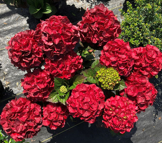 Cherry-Go-Round™ Red Hydrangea - Reblooming Compact Mophead