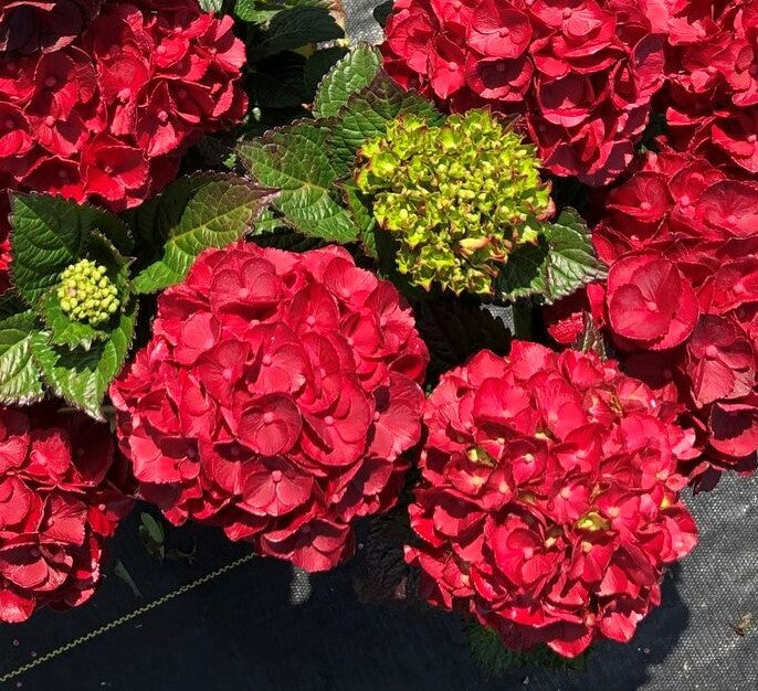 Load image into Gallery viewer, Cherry-Go-Round™ Red Hydrangea - Reblooming Compact Mophead
