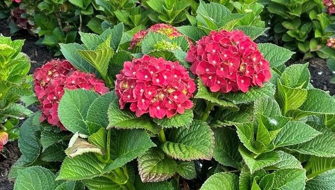 Load image into Gallery viewer, Cherry-Go-Round™ Red Hydrangea - Reblooming Compact Mophead
