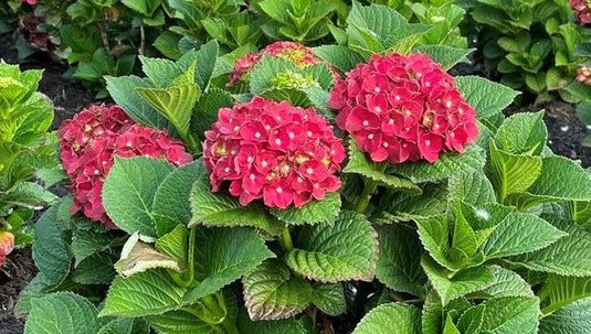 Cherry-Go-Round™ Red Hydrangea - Reblooming Compact Mophead