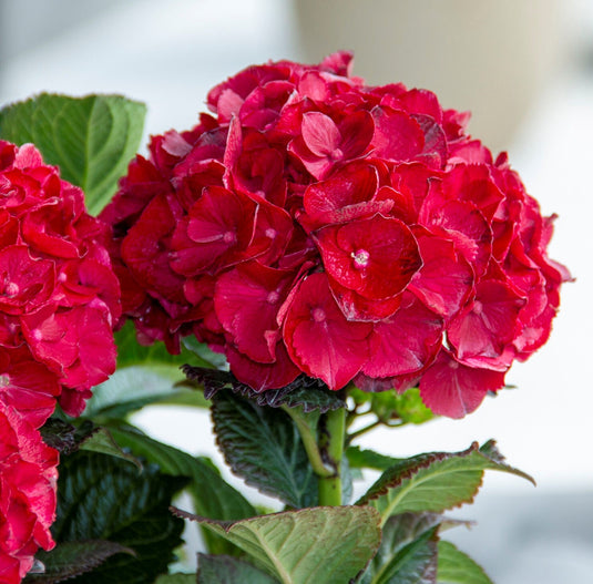 Cherry-Go-Round™ Red Hydrangea - Reblooming Compact Mophead
