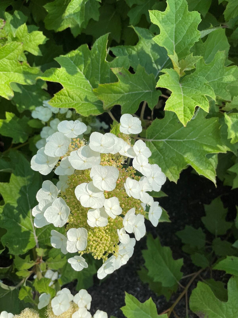 Load image into Gallery viewer, Toy Soldier™ Oakleaf Hydrangea
