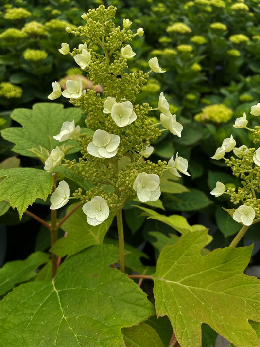 Toy Soldier™ Oakleaf Hydrangea