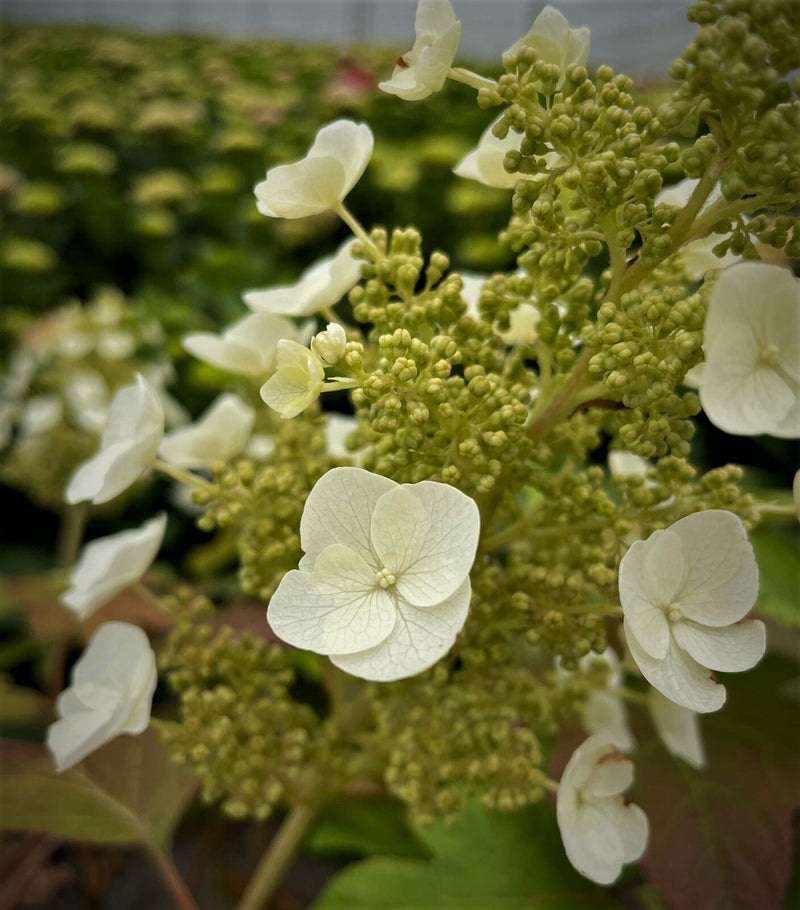 Load image into Gallery viewer, Toy Soldier™ Oakleaf Hydrangea
