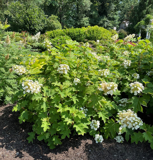 Toy Soldier™ Oakleaf Hydrangea