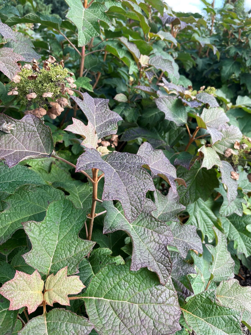 Load image into Gallery viewer, Toy Soldier™ Oakleaf Hydrangea
