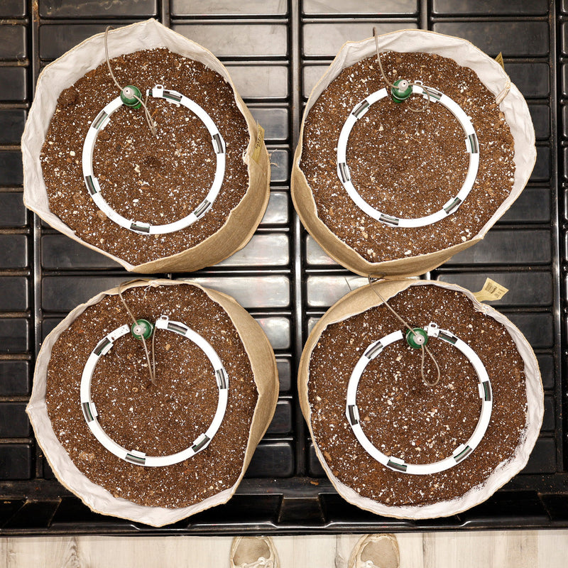 Load image into Gallery viewer, Preset Blumat Grow Tent Irrigation Kit
