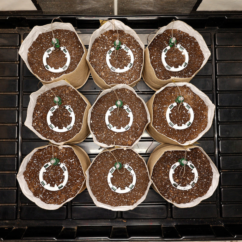 Load image into Gallery viewer, Preset Blumat Grow Tent Irrigation Kit
