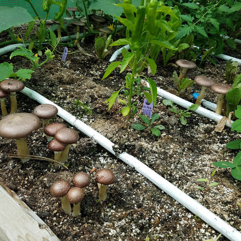 Blumat Irrigation for Raised Beds, additional product view 2