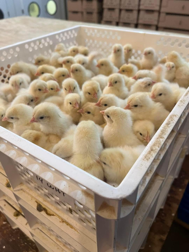 Load image into Gallery viewer, Surehatch® 2000 Egg Incubator and Hatcher Combo

