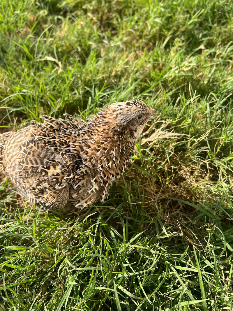Load image into Gallery viewer, Fertile OZ Collection Quail Eggs for Hatching – Coturnix Quail Eggs – Ideal for Incubation, Breeding, and Backyard Farming
