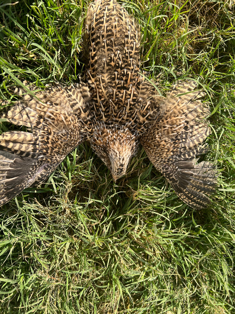 Load image into Gallery viewer, Fertile OZ Collection Quail Eggs for Hatching – Coturnix Quail Eggs – Ideal for Incubation, Breeding, and Backyard Farming
