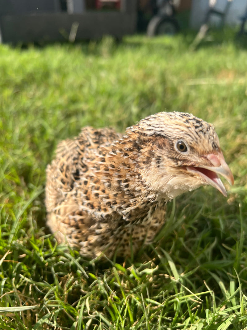 Load image into Gallery viewer, Fertile OZ Collection Quail Eggs for Hatching – Coturnix Quail Eggs – Ideal for Incubation, Breeding, and Backyard Farming
