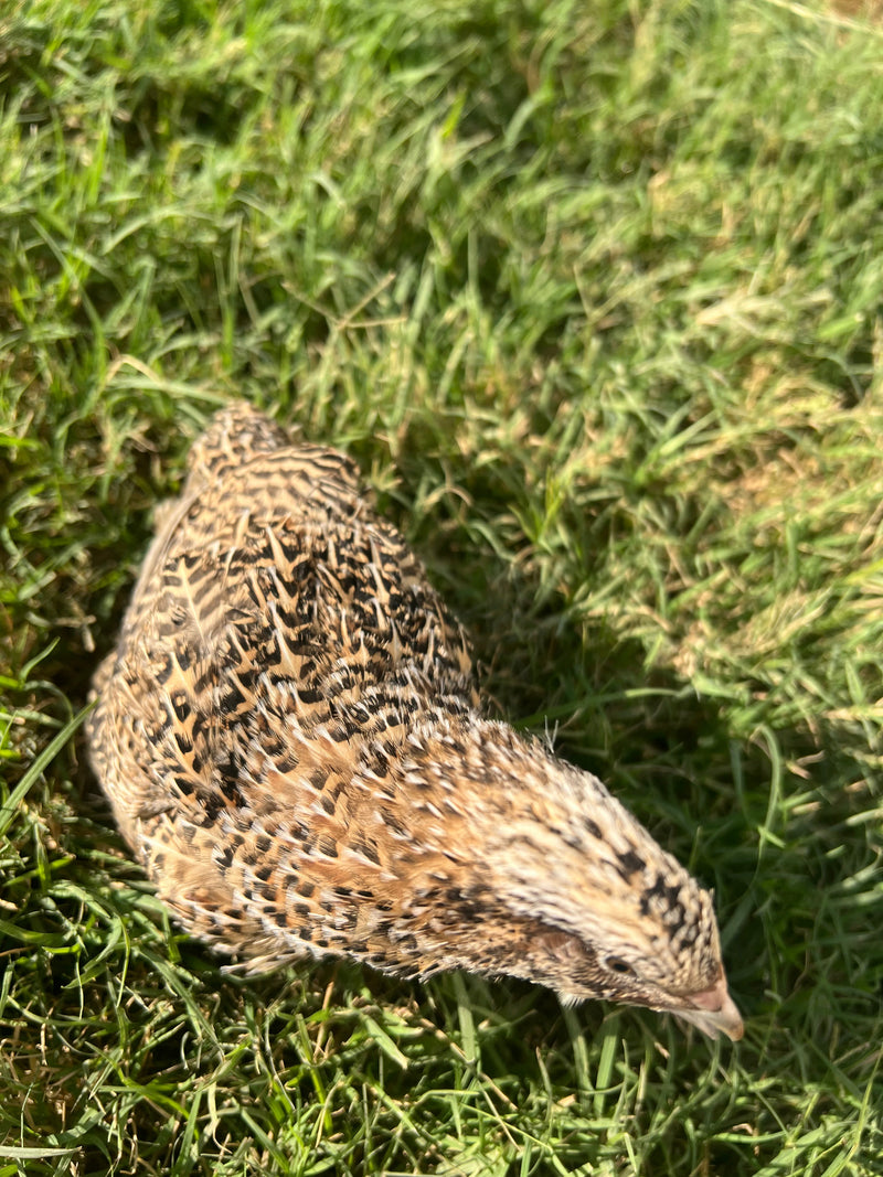 Load image into Gallery viewer, Fertile OZ Collection Quail Eggs for Hatching – Coturnix Quail Eggs – Ideal for Incubation, Breeding, and Backyard Farming
