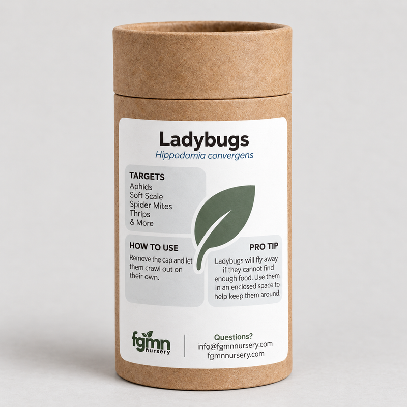 Load image into Gallery viewer, Ladybugs
