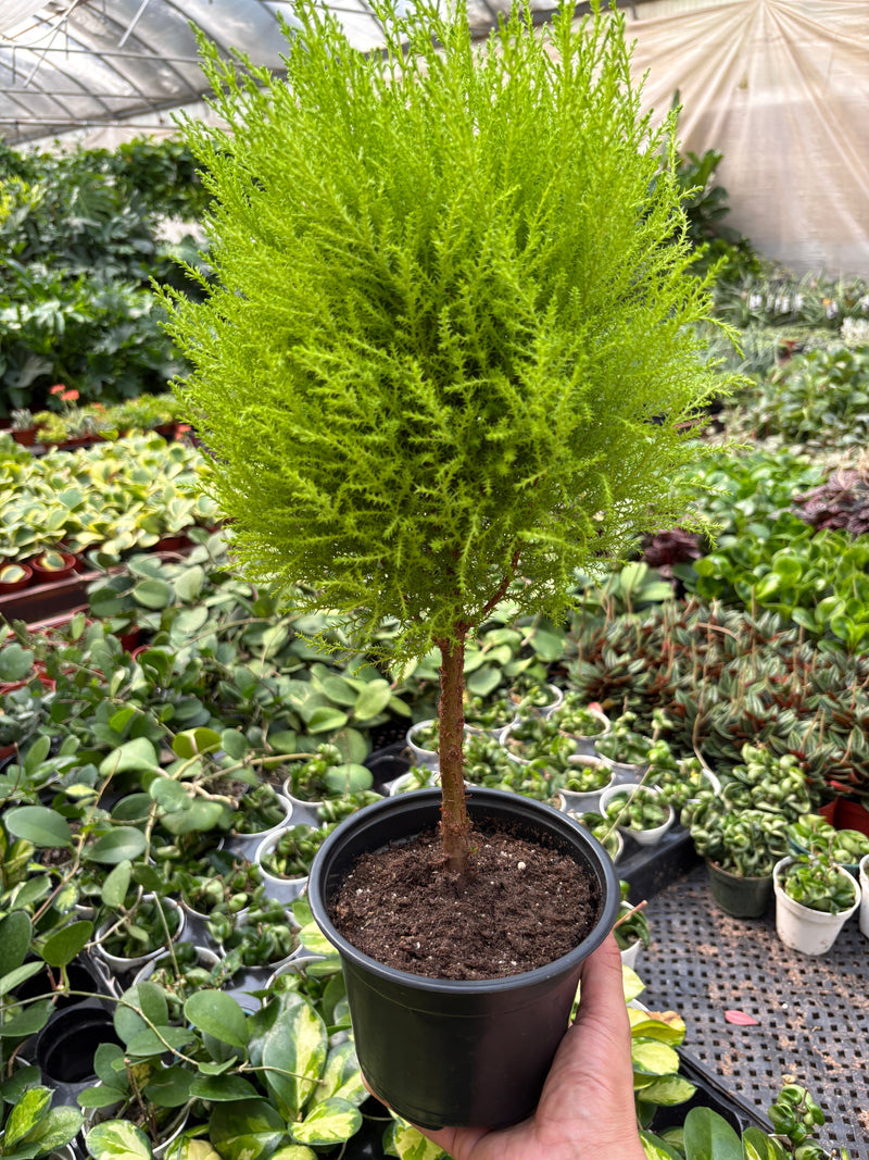 Load image into Gallery viewer, Cypress Lemon Topiary

