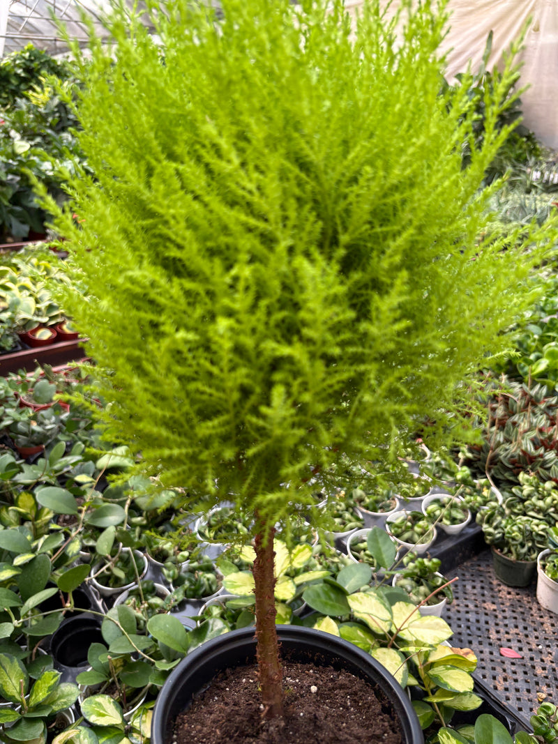 Load image into Gallery viewer, Cypress Lemon Topiary
