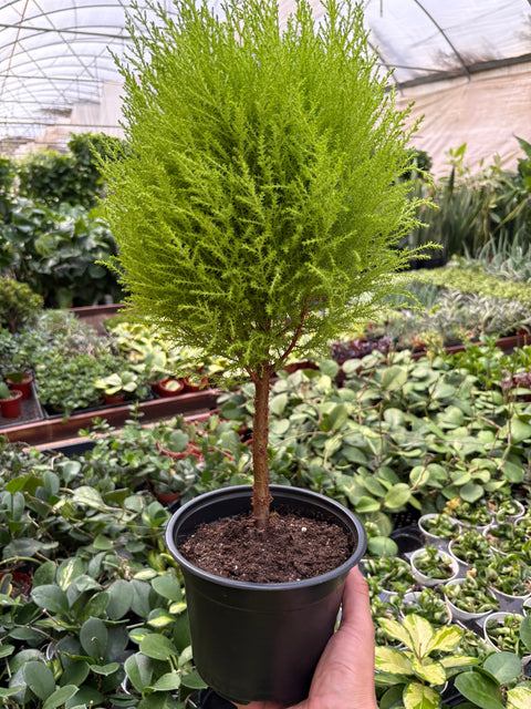Cypress Lemon Topiary, additional product view 2