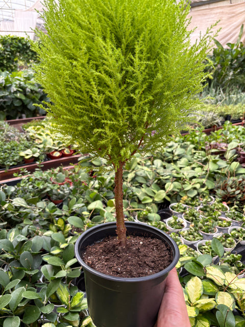Cypress Lemon topiary