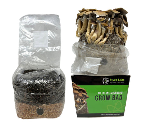 Myco Labs all-in-one mushroom grow bag, 4 pounds