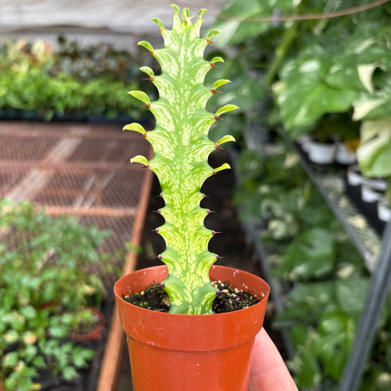 Load image into Gallery viewer, Euphorbia 'Mint Cream'
