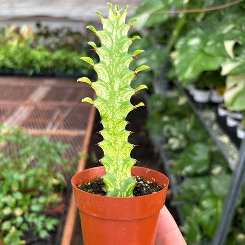 Euphorbia 'Mint Cream', additional product view 2