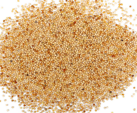 Myco Labs bulk organic white millet grain, 20 pounds
