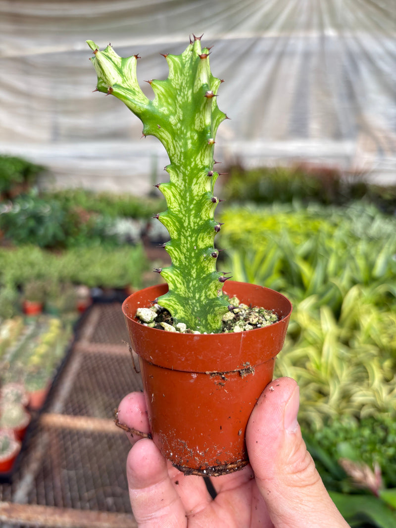 Load image into Gallery viewer, Euphorbia 'Mint Cream'
