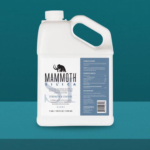 Mammoth Silica jug, 1 gallon