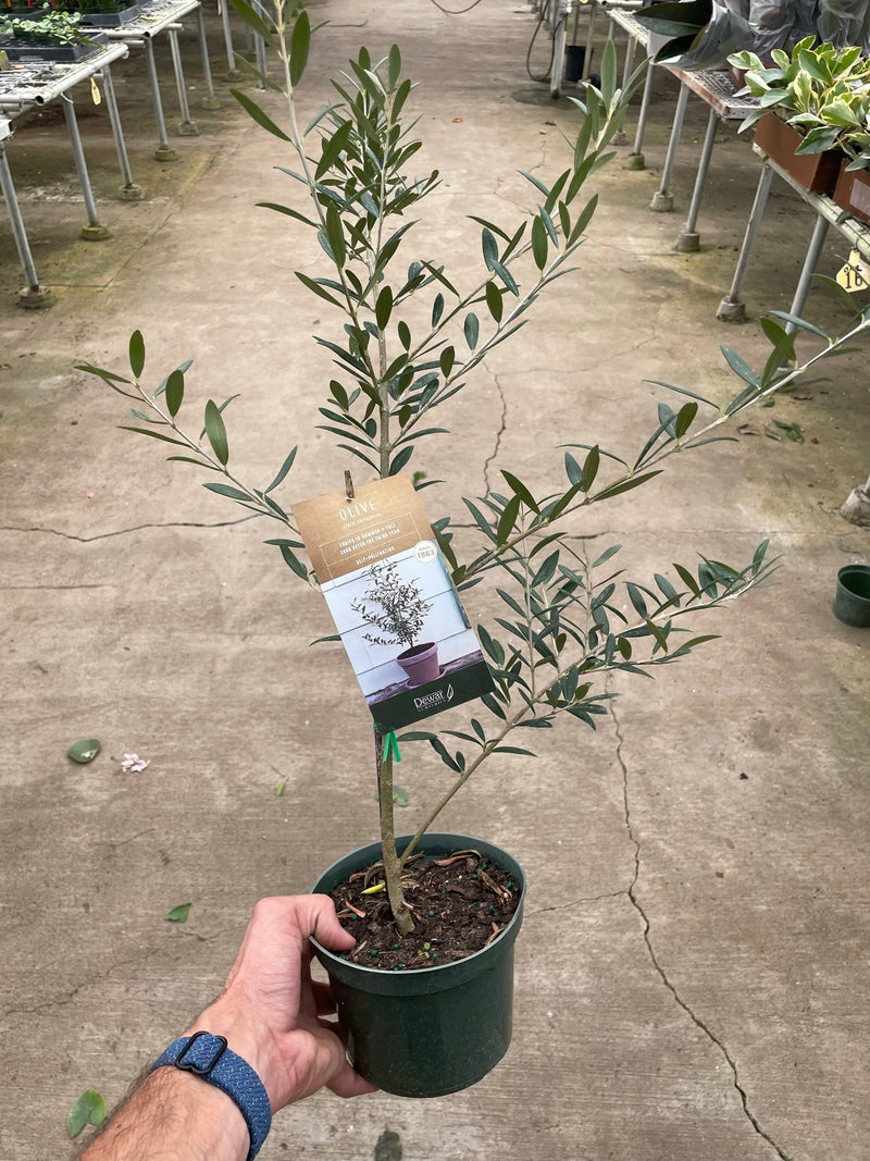 Load image into Gallery viewer, Common Olive Tree (Olea europaea)

