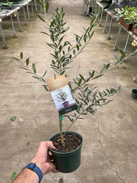 Common Olive Tree (Olea europaea), additional product view 2