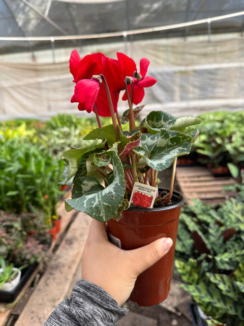 Cyclamen Red