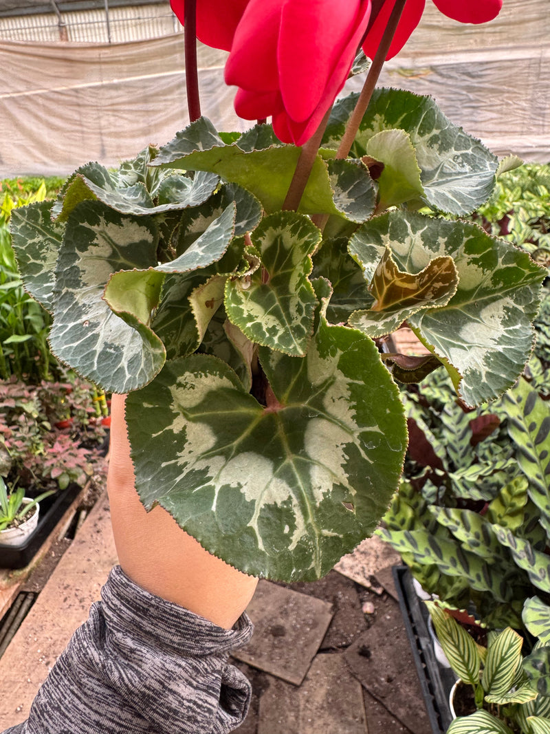 Load image into Gallery viewer, Cyclamen 'Red'
