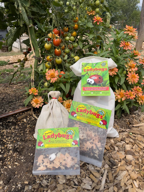 Tip Top live ladybugs, 300-count mesh release bag, front