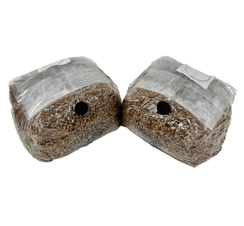 Myco Labs organic rye grain spawn bags, 2-pack